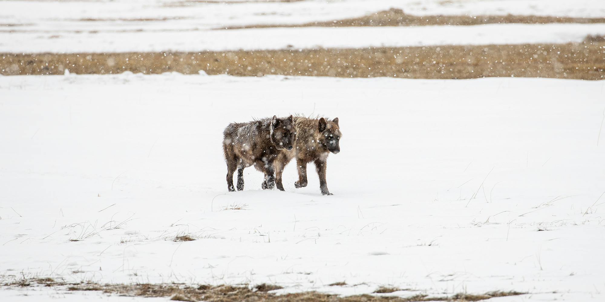 is dog fighting legal in montana